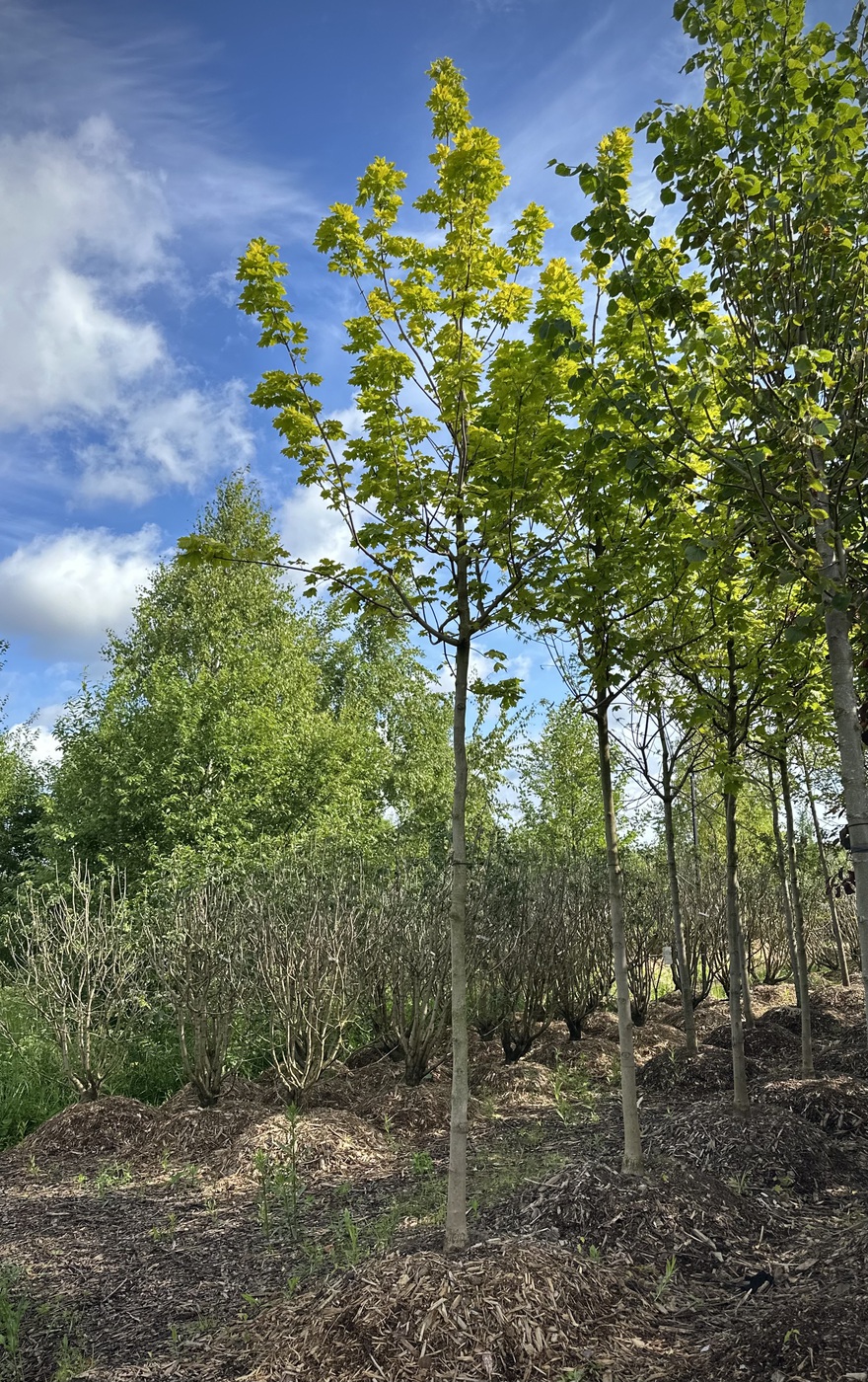 Клен остролистный `Принстон Голд``Princeton Gold`