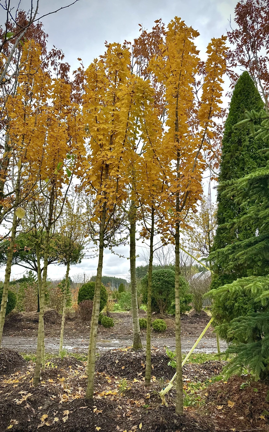 Клен остролистный `Колумнаре``Columnare`