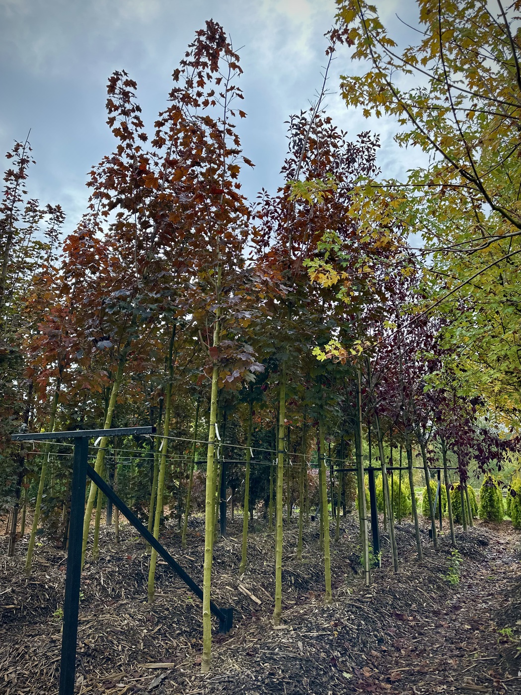 Клен остролистный `Роял Ред``Royal Red`