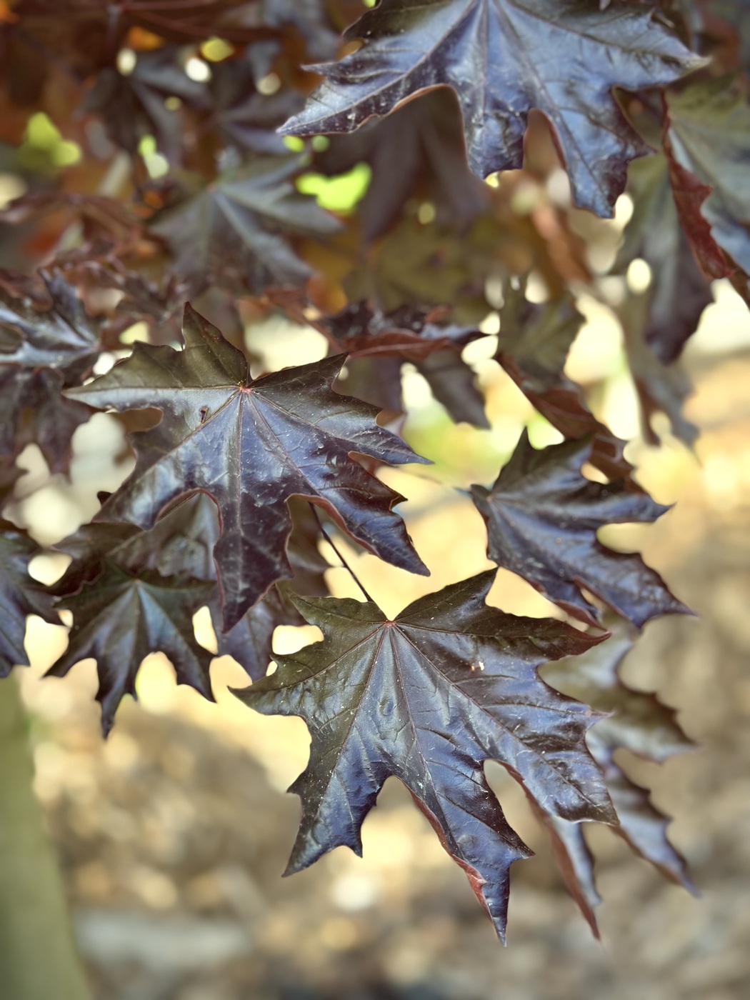 Клен остролистный `Кримсон Сентри``Crimson Sentry`