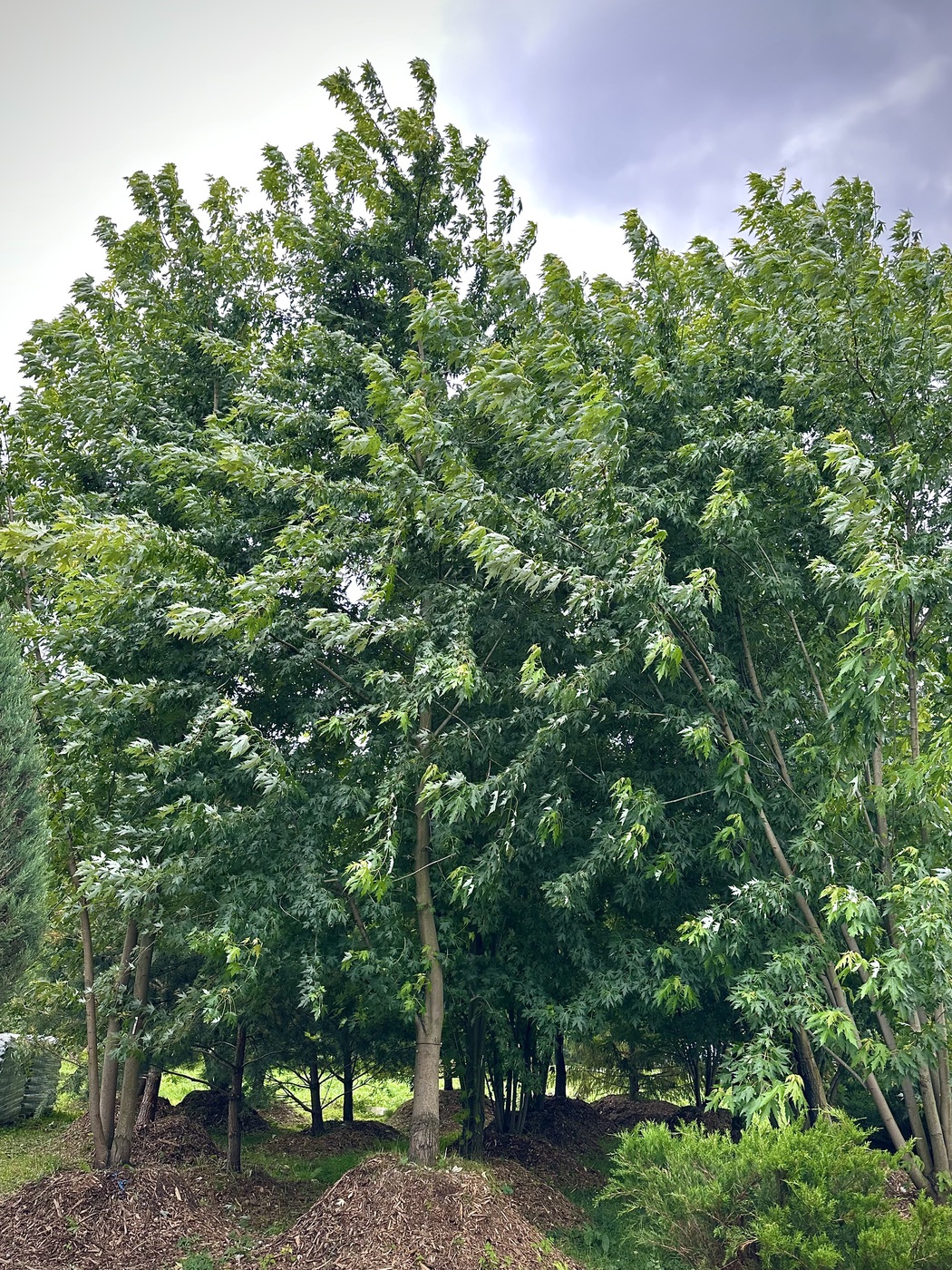 Клен сахаристый