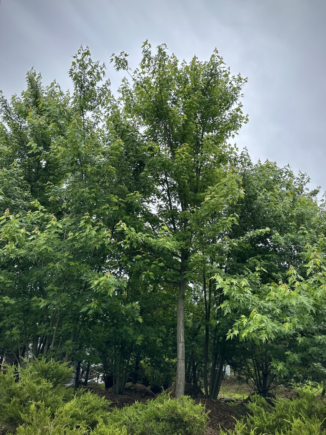 Клен сахаристый — изображение 2