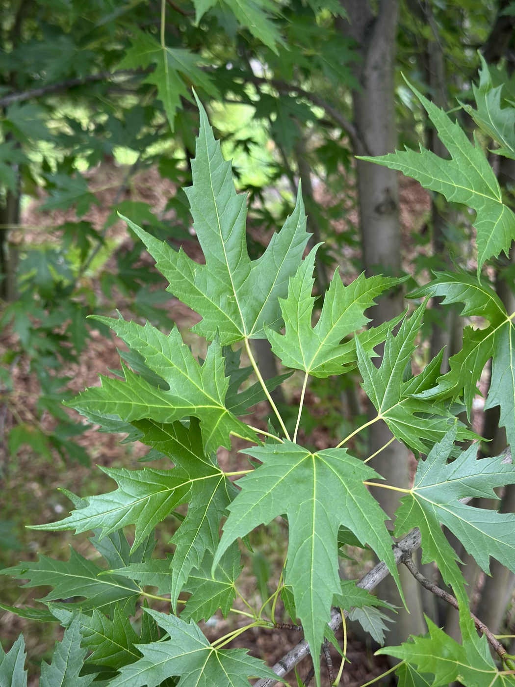 Клен сахаристый — изображение 3