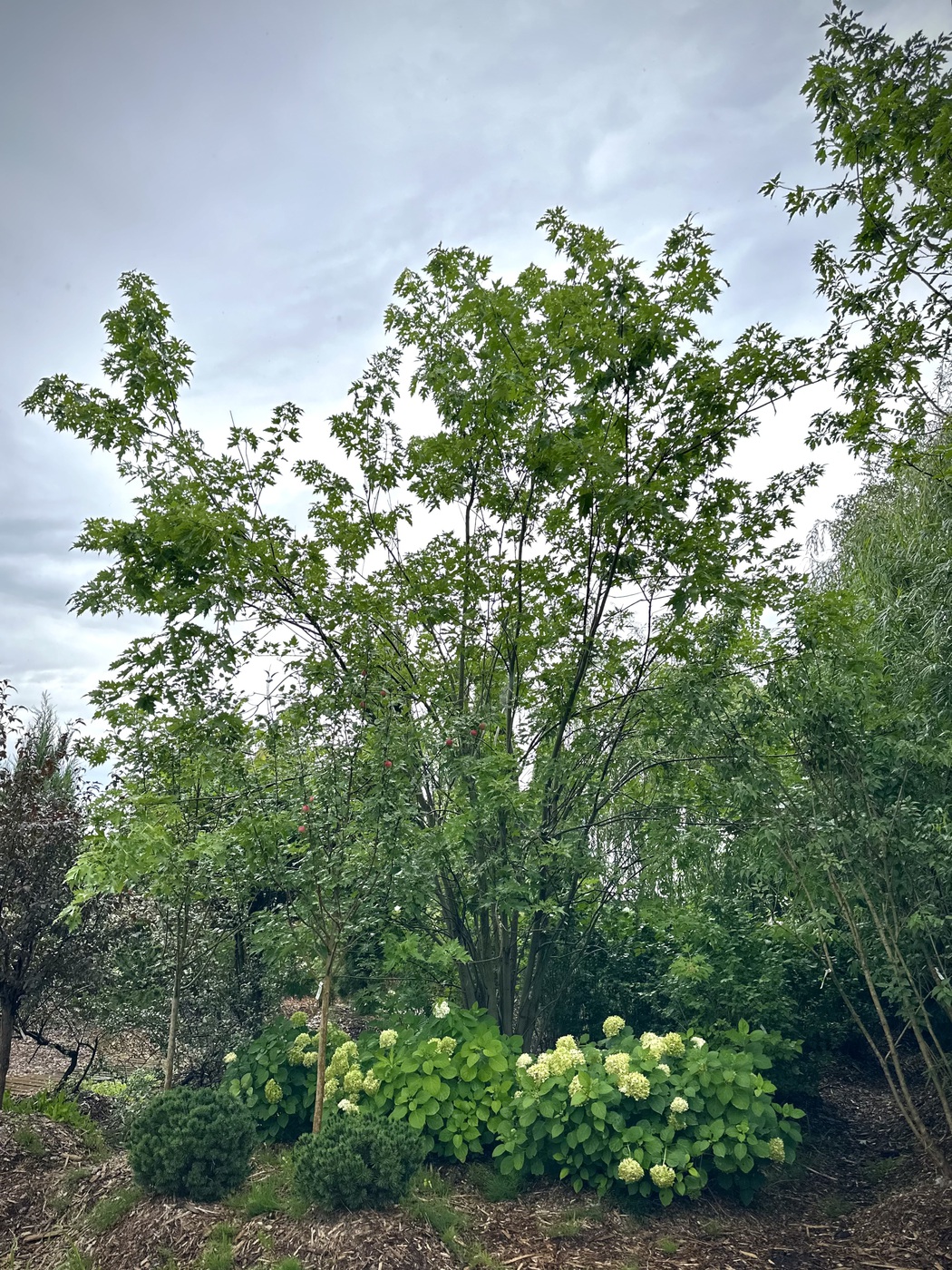 Клен сахаристый Лациниатум Виери (Laciniatum Wieri) MST