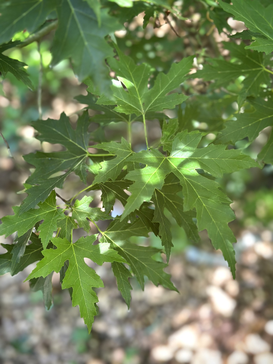 Клен сахаристый Лациниатум Виери (Laciniatum Wieri) MST