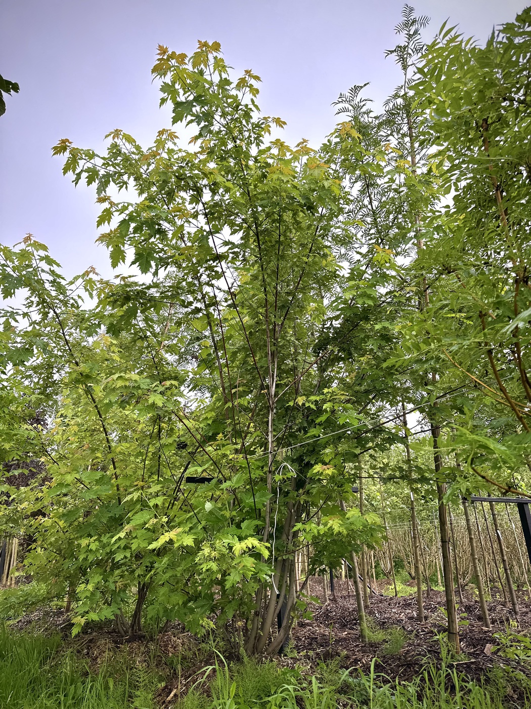 Клен сахаристый