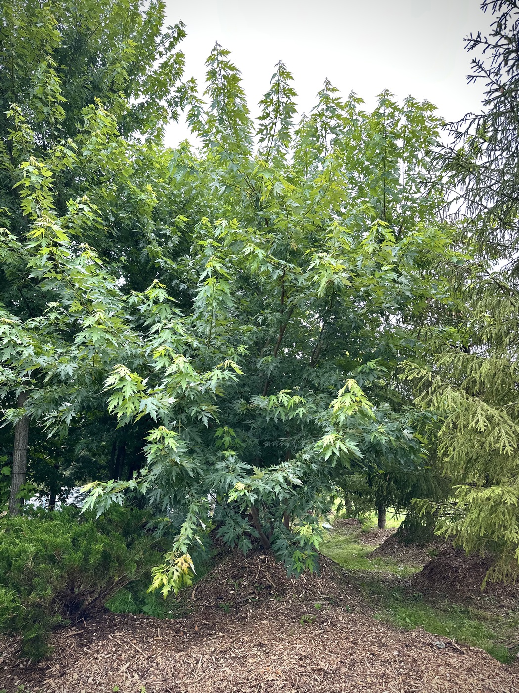 Клен сахаристый