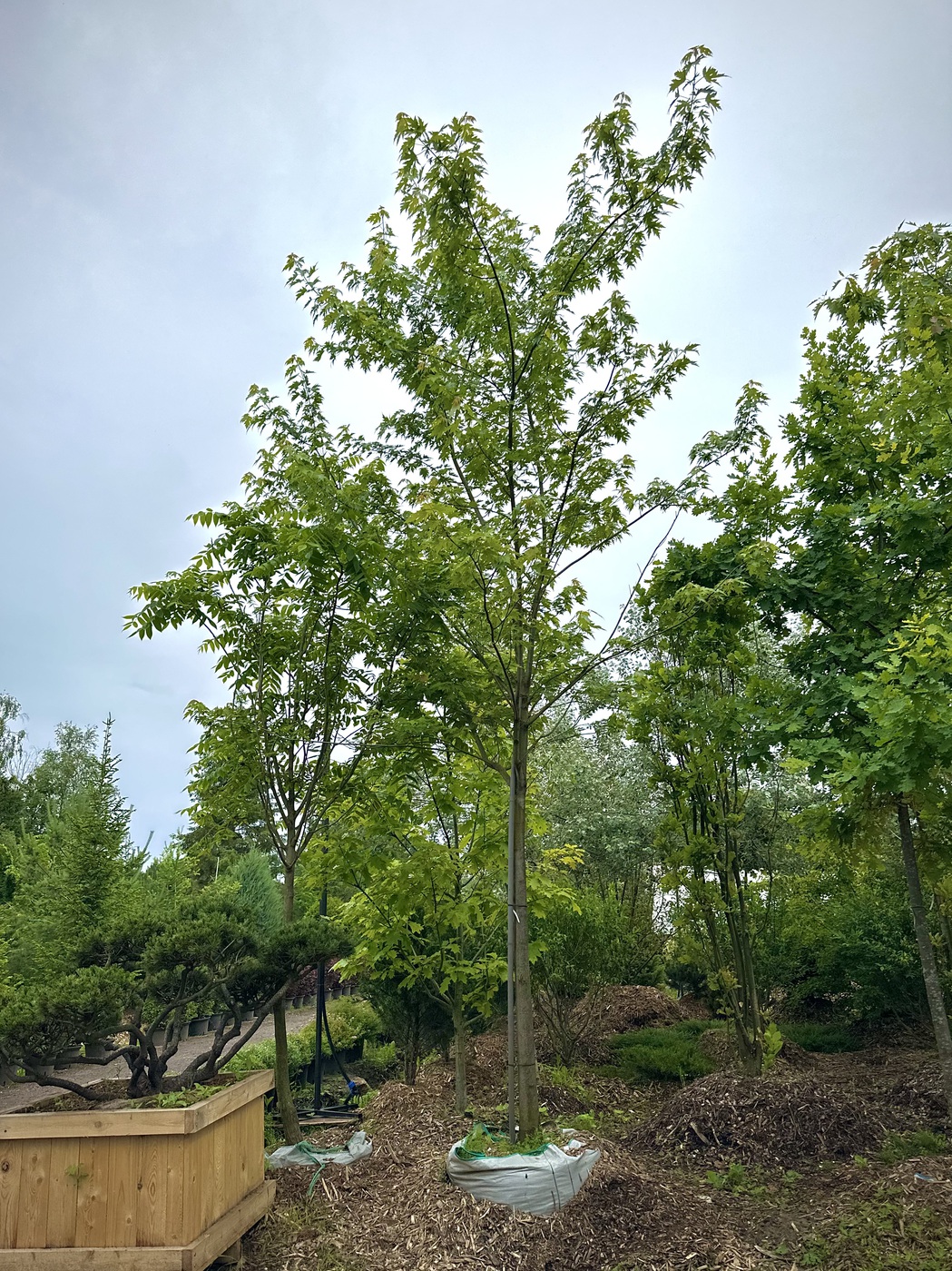 Клен сахаристый