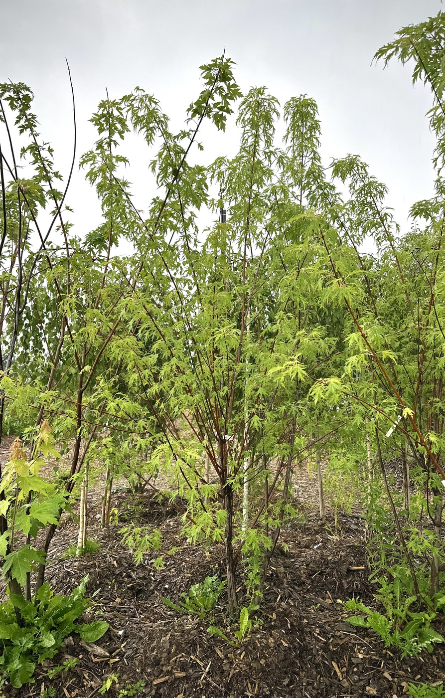 Клен сахаристый Лациниатум Виери (Laciniatum Wieri)