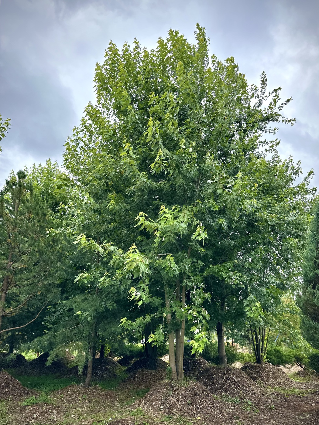 Клен сахаристый