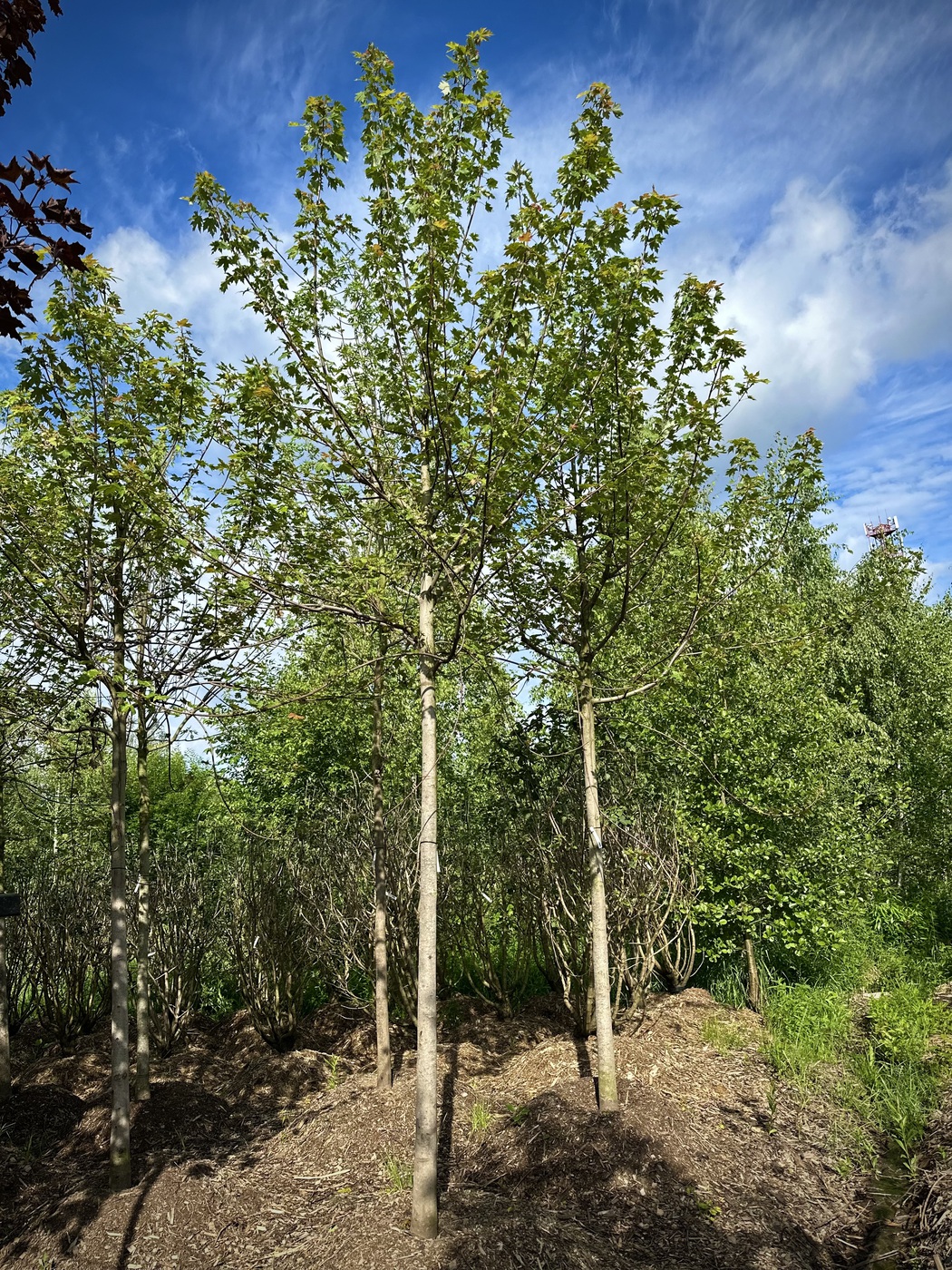 Клен сахаристый