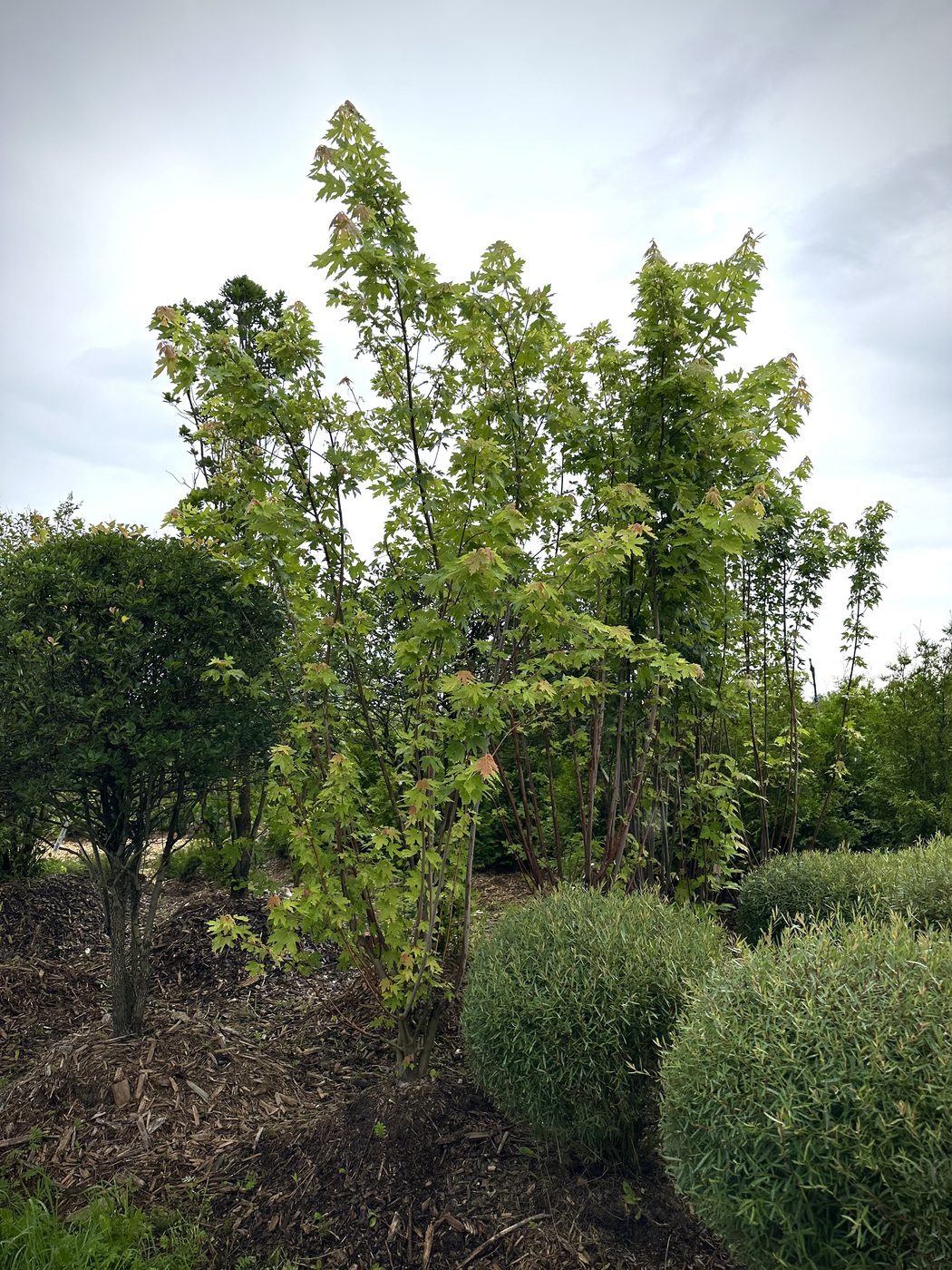 Клен сахаристый (серебристый)