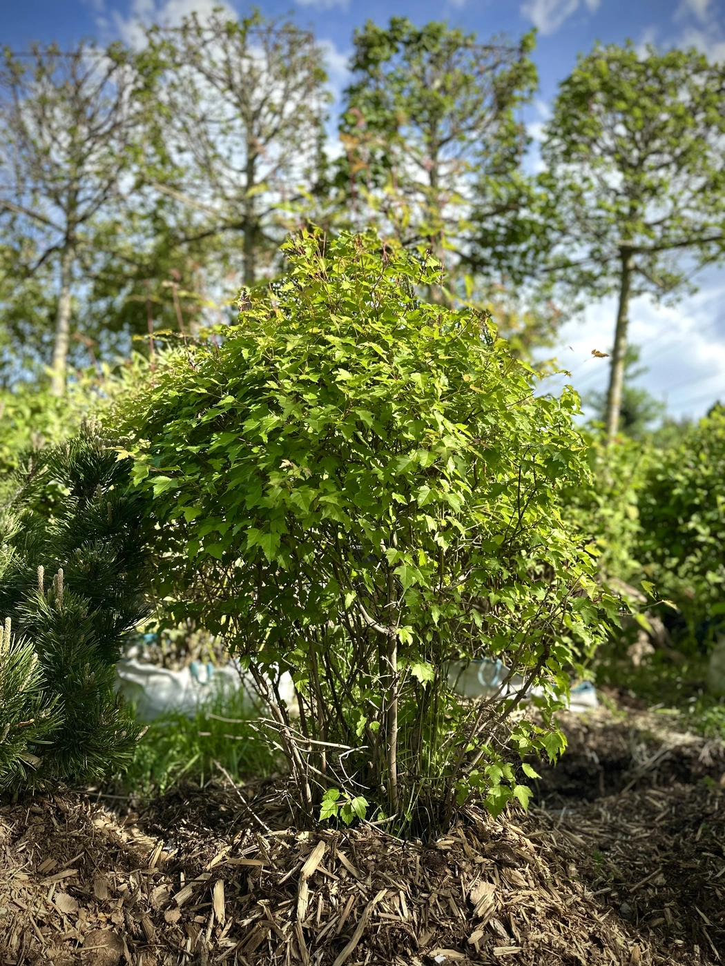 Клен Гиннала