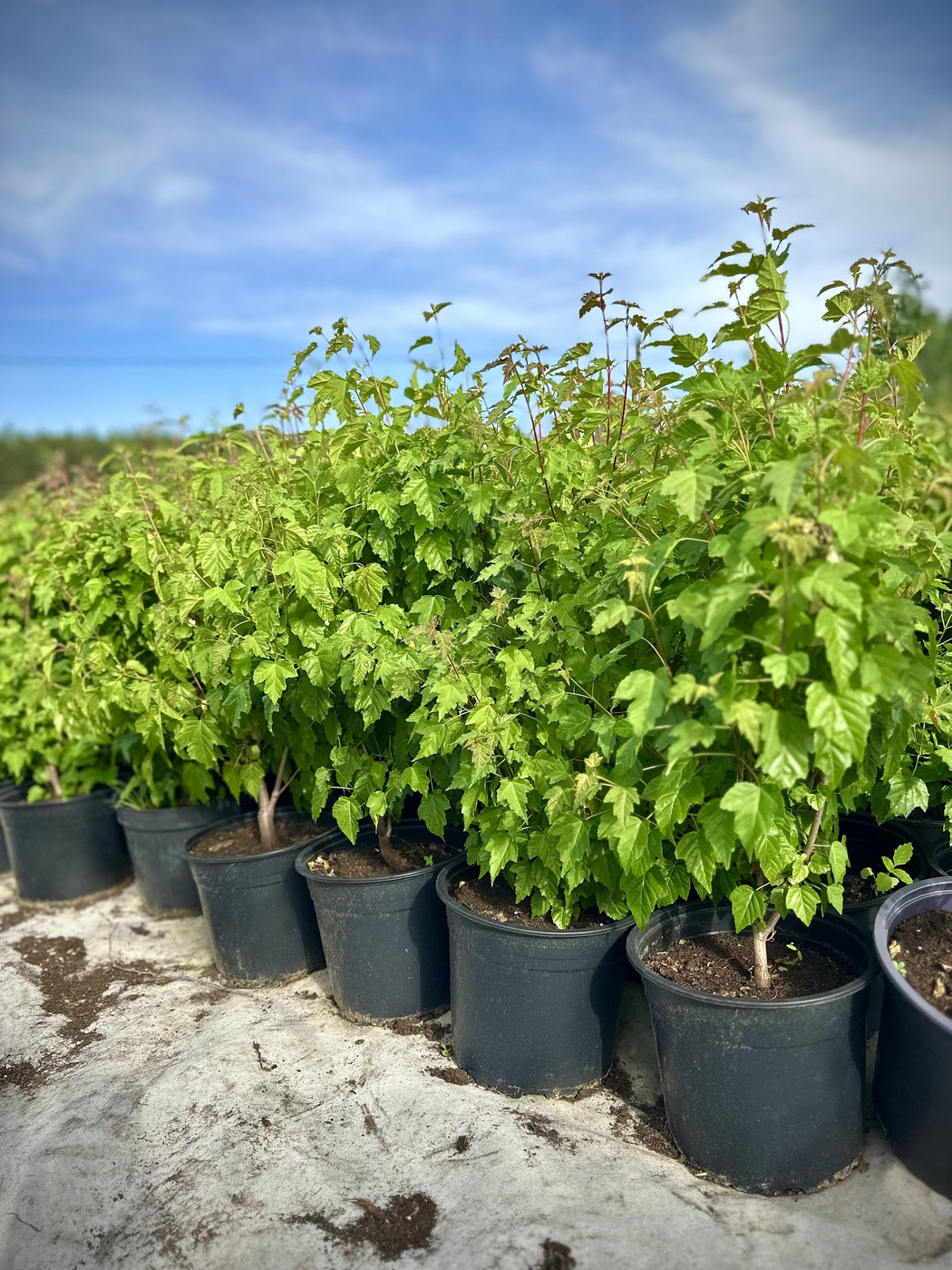 Клен Гиннала