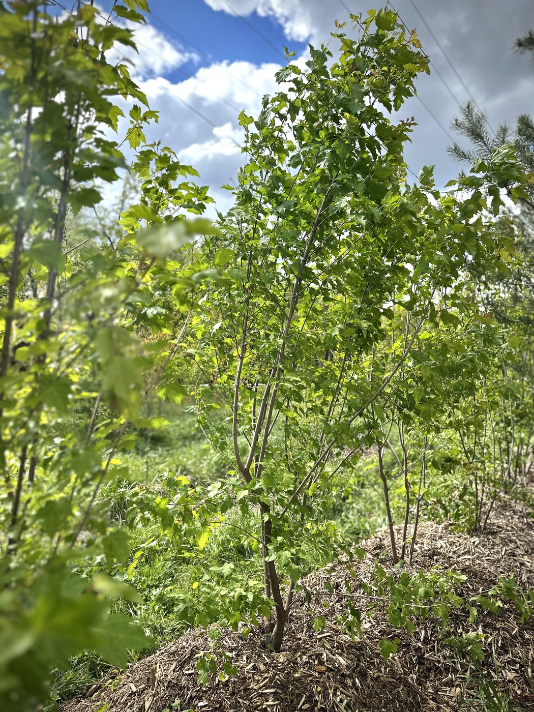 Клен Гиннала