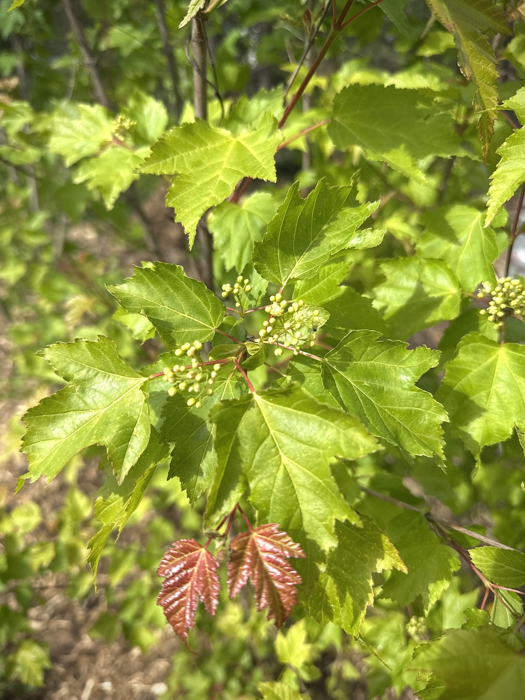 Клен Гиннала — изображение 2