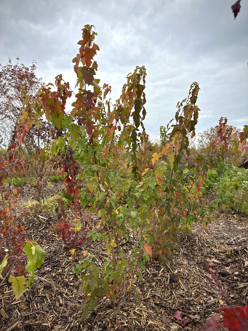 Клен Гиннала — изображение 3