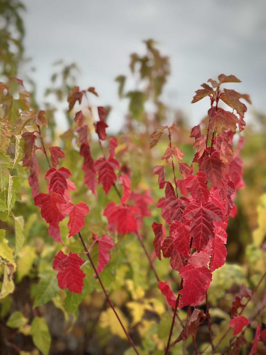 Клен Гиннала — изображение 4