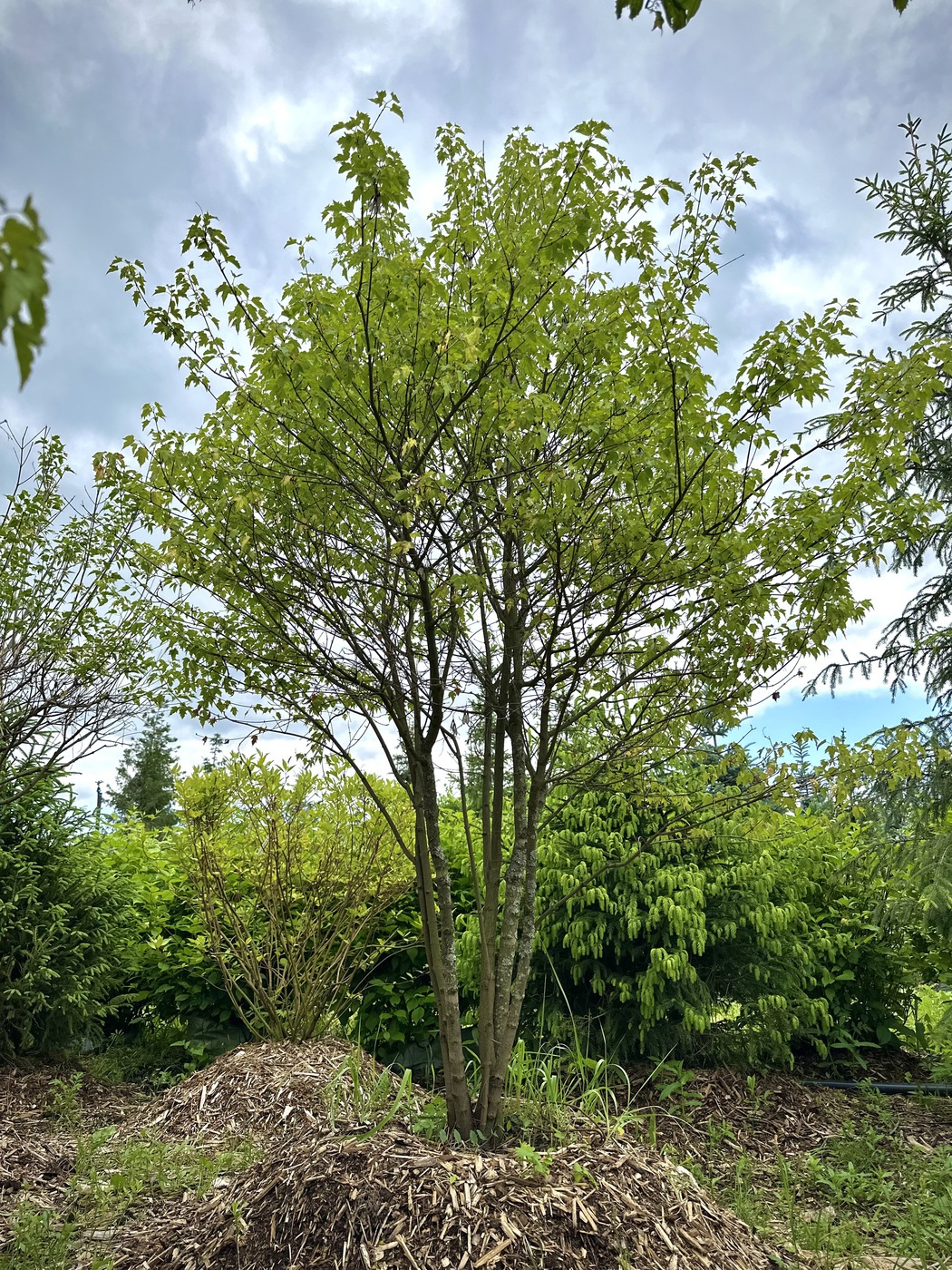 Клен Гиннала