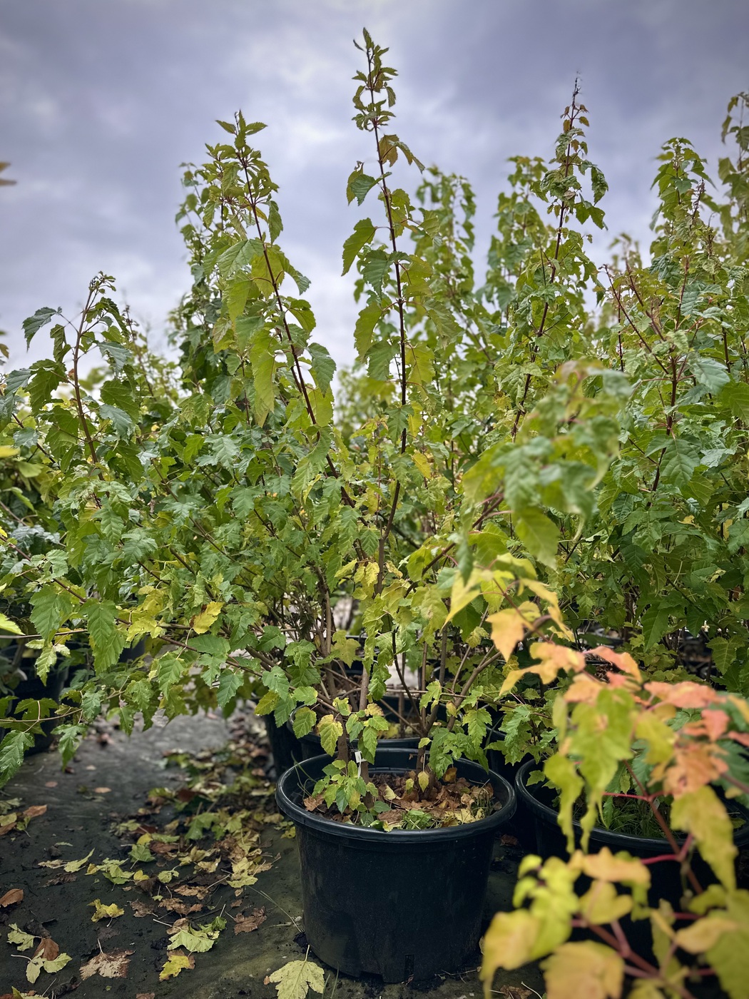 Клен Гиннала