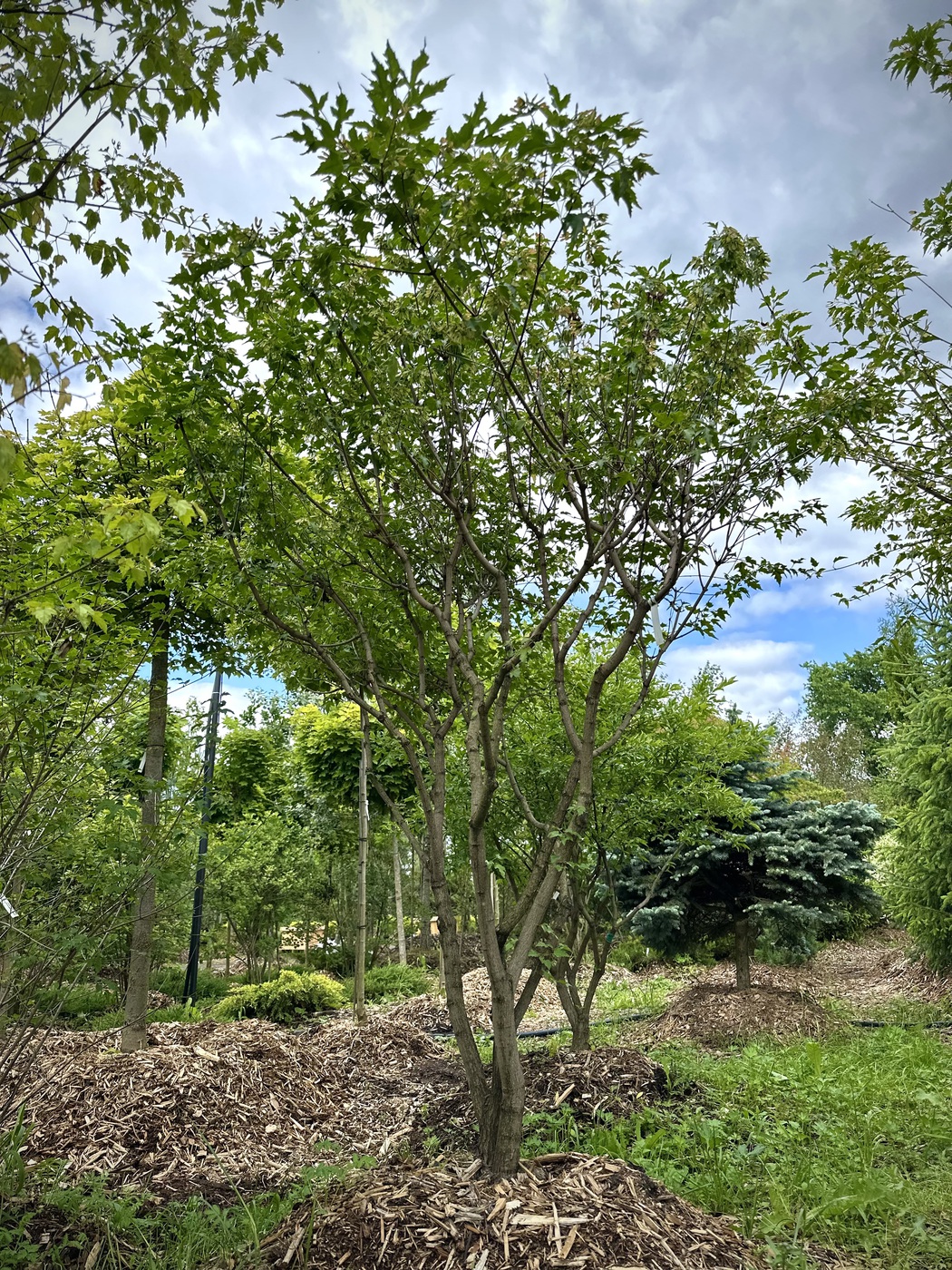 Клен Гиннала