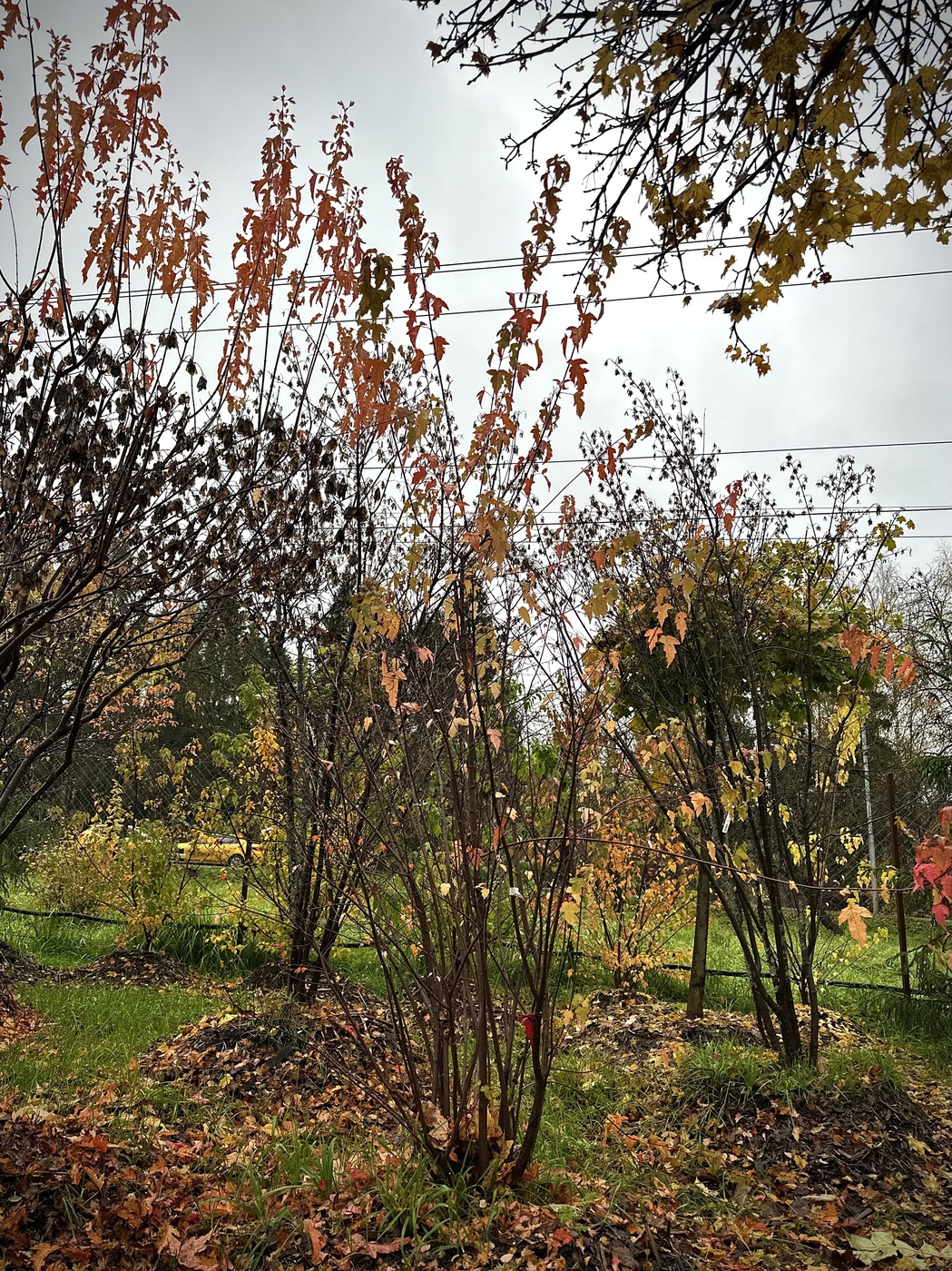 Клен Гиннала