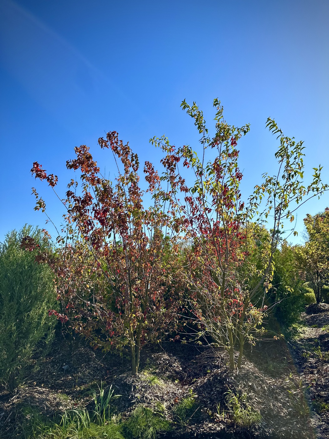 Клен Гиннала