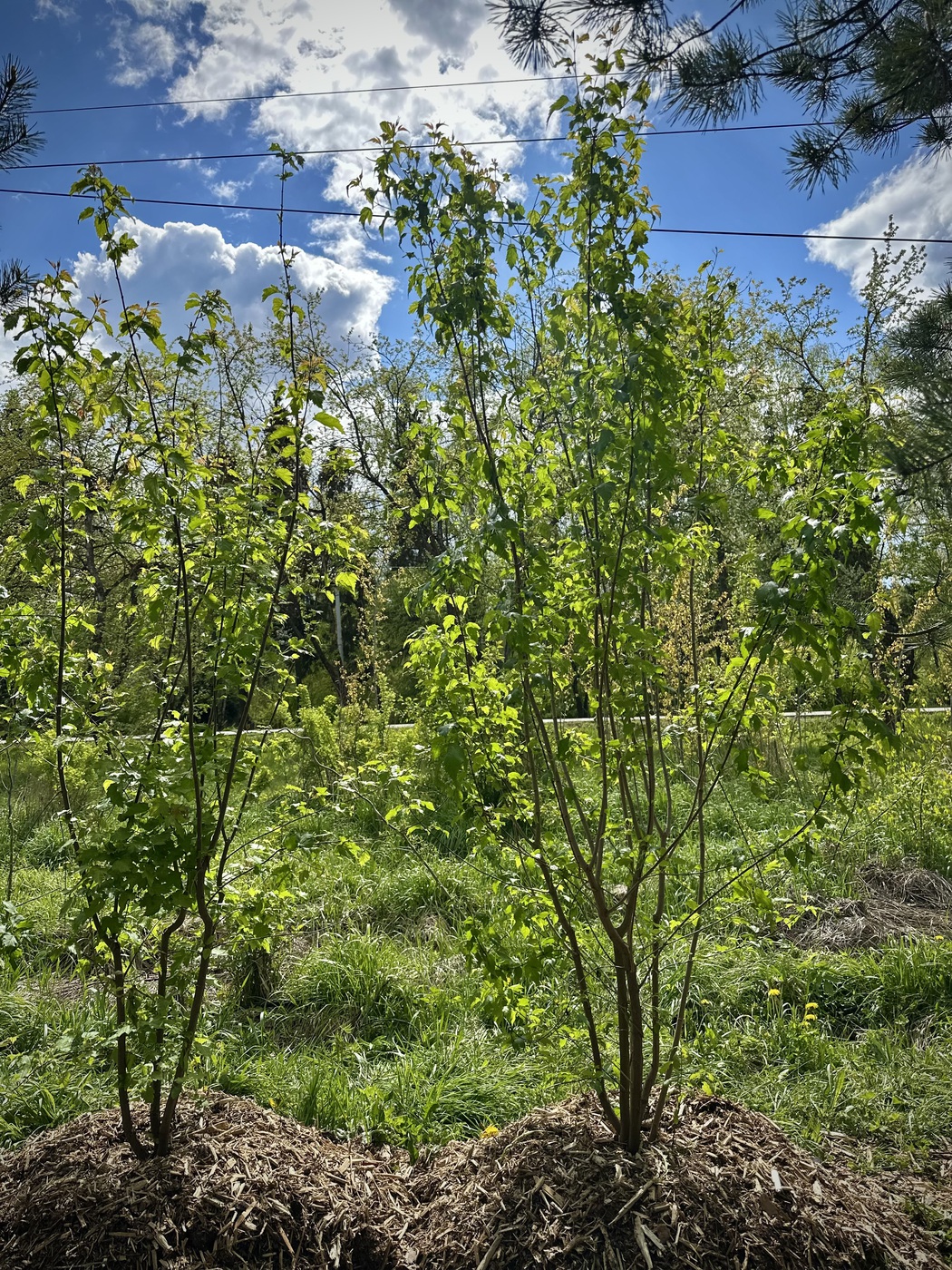 Клен Гиннала