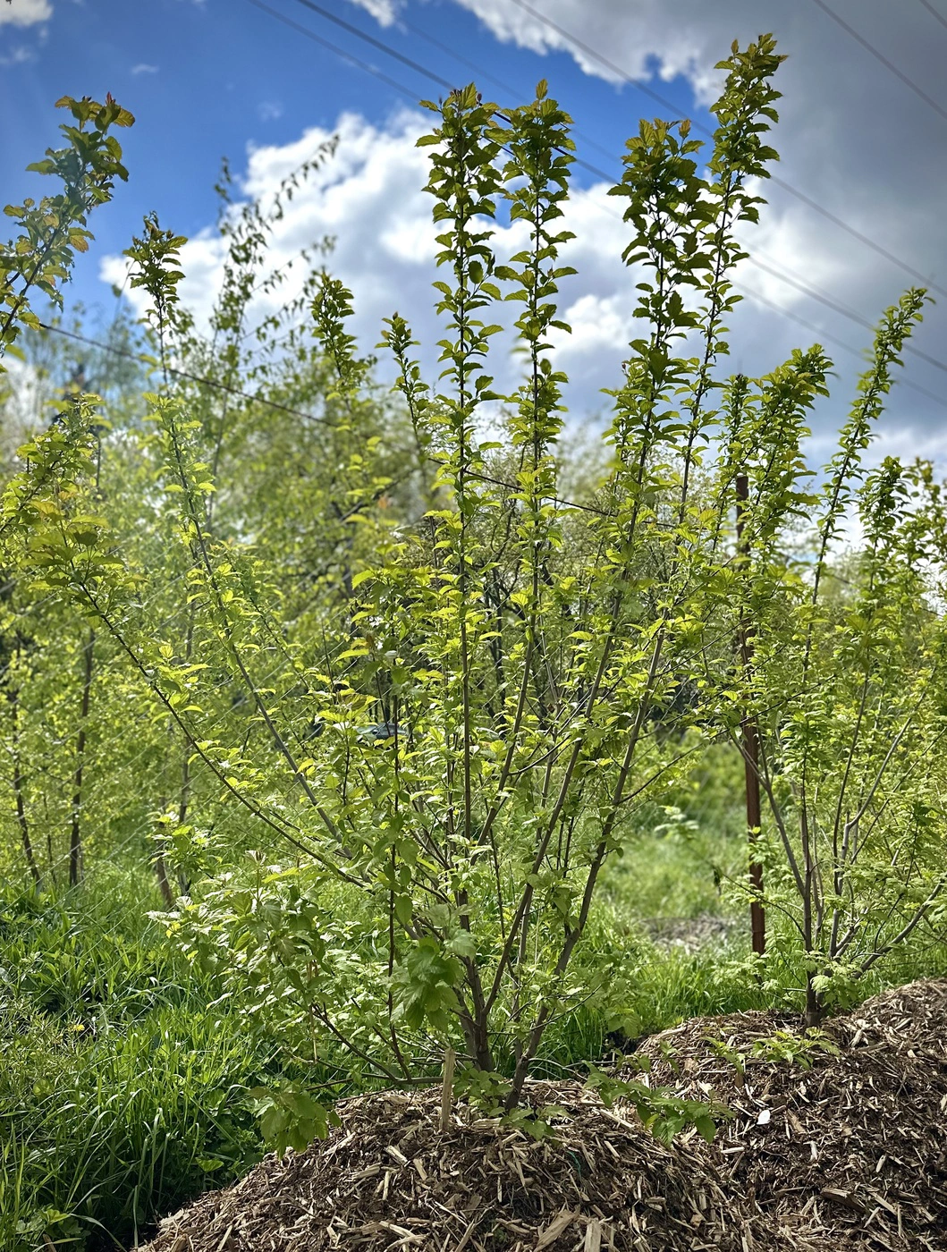 Клен Гиннала