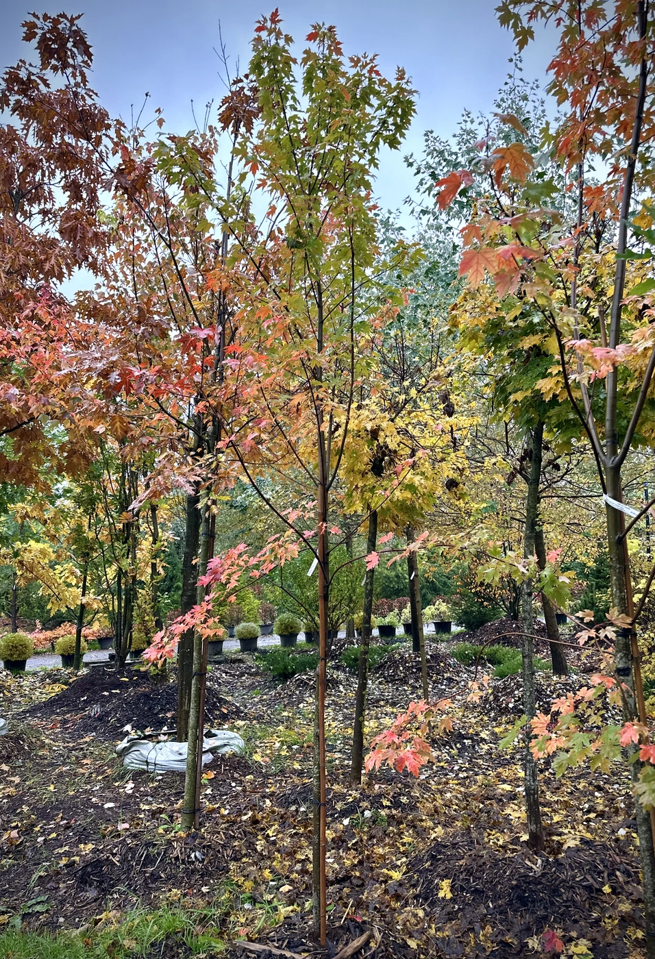 Клен красный `Октобер Глори``October Glory`