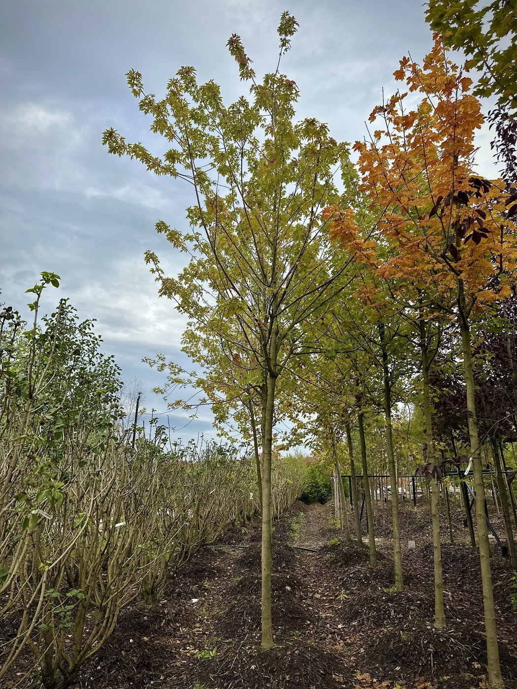 Клен красный Фримана `Отом Блейз``Autumn Blaze`