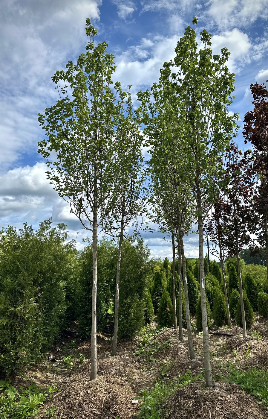 Клен красный `Сан Валлей``Sun Valley`