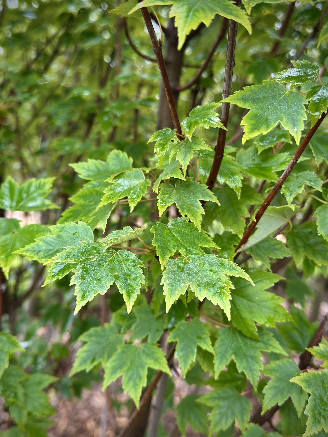 Клен красный `Сан Валлей``Sun Valley` — изображение 2