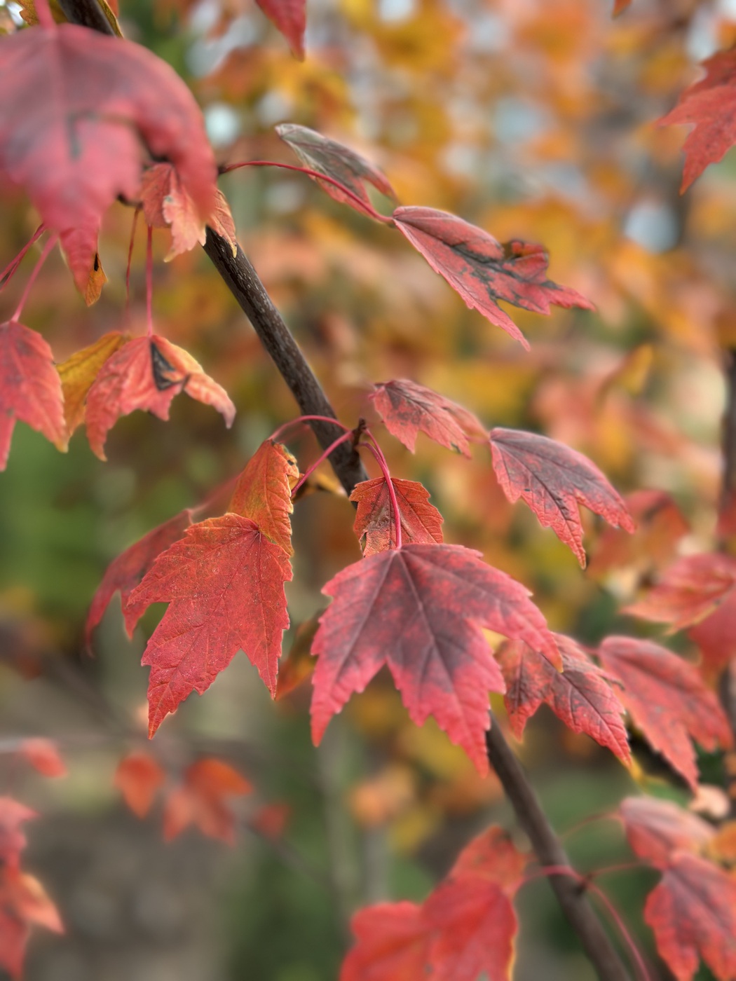 Клен красный `Сан Валлей``Sun Valley` — изображение 3