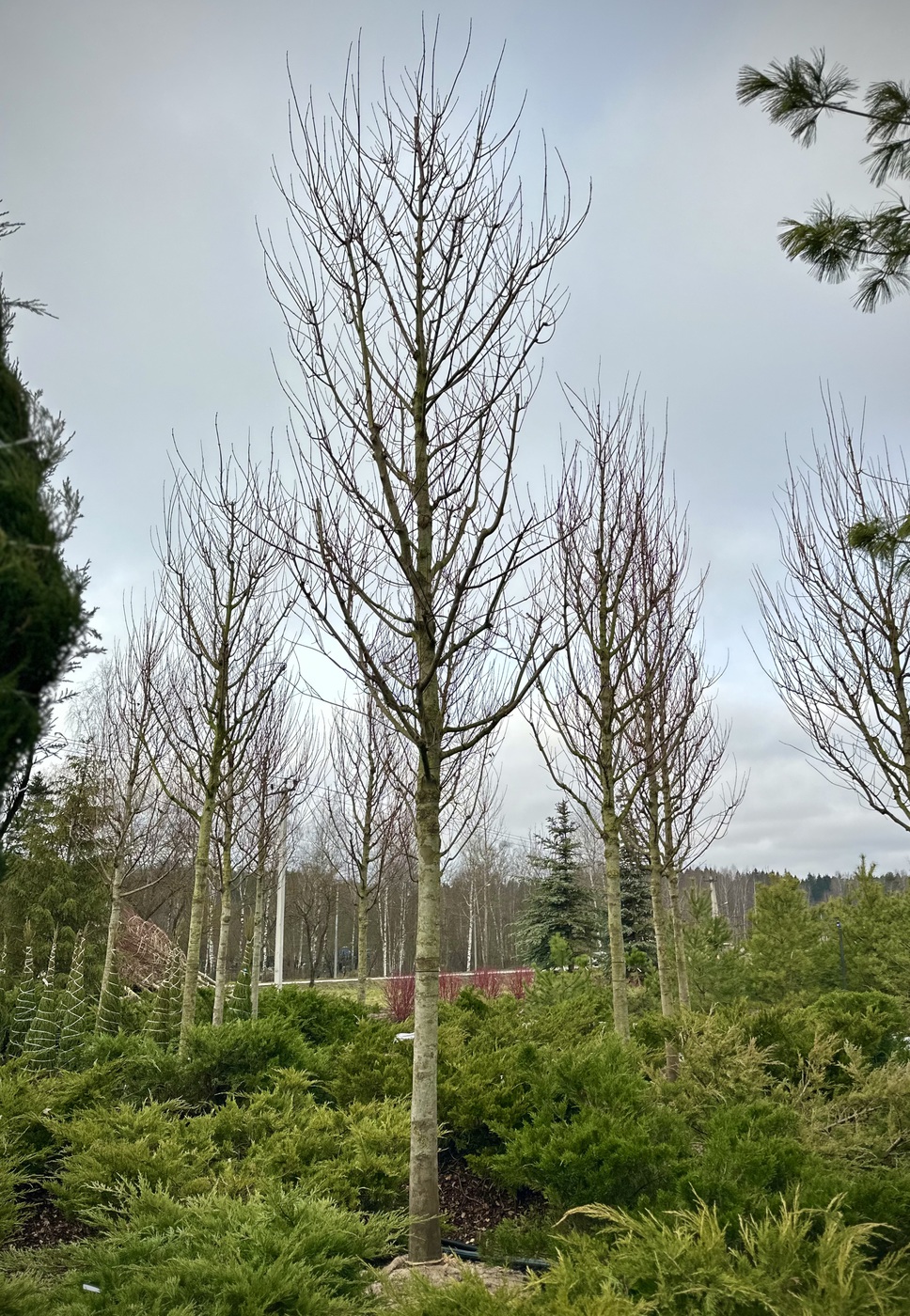 Клен красный (Acer rubrum) — изображение 2