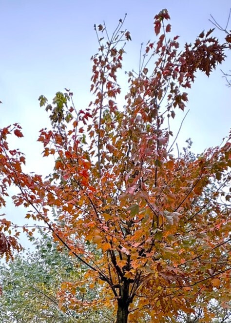 Клен красный Октобер Глори (October Glory)