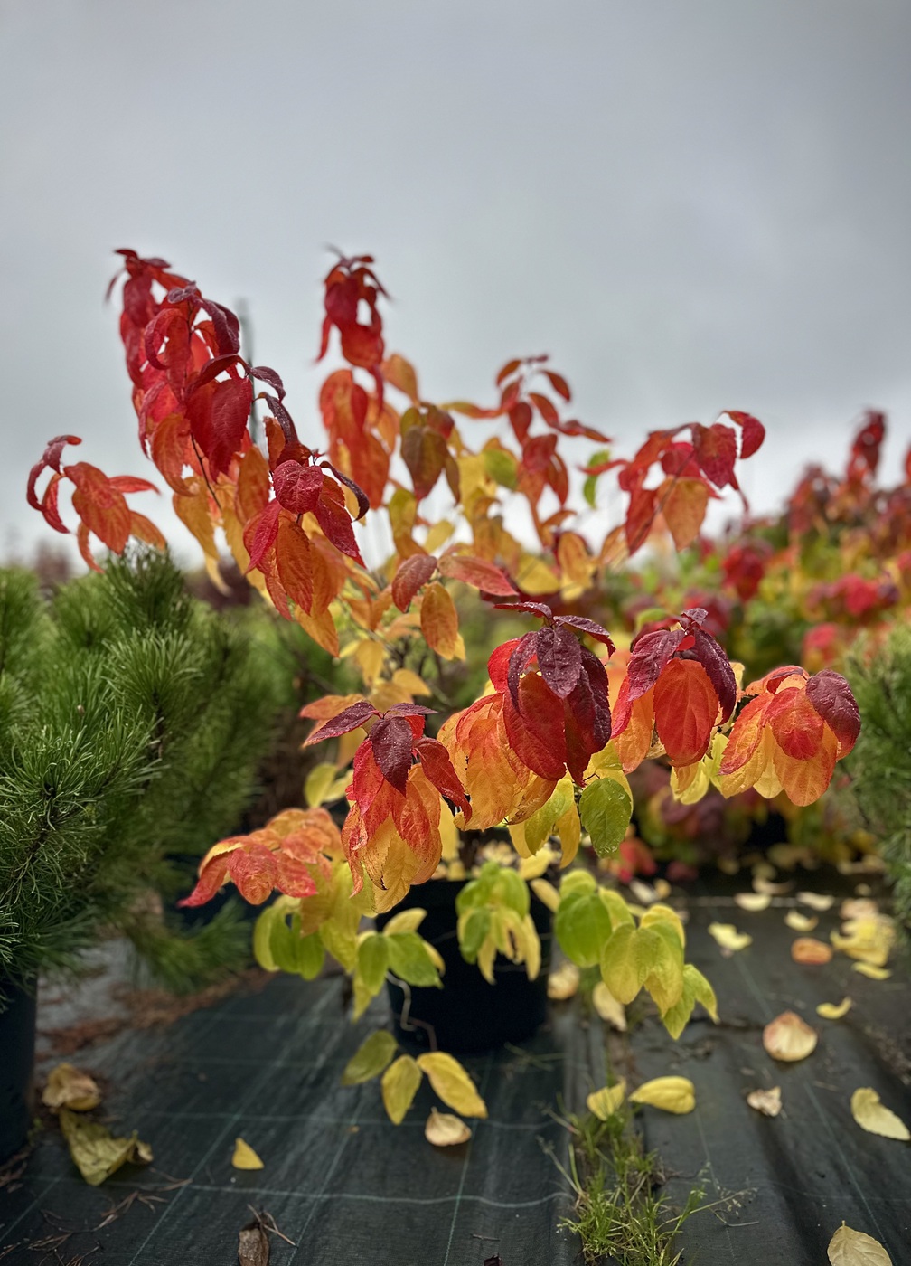 Спирея японская `Макрофилла``Macrophylla`