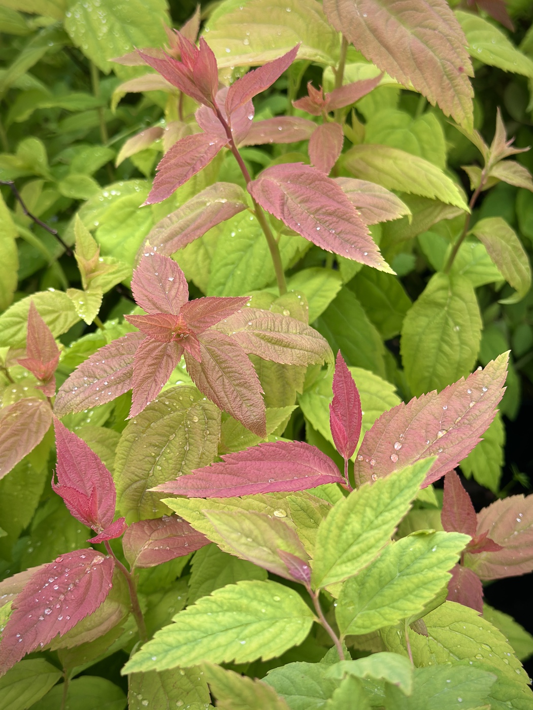 Спирея японская Макрофилла (Macrophylla) — изображение 2
