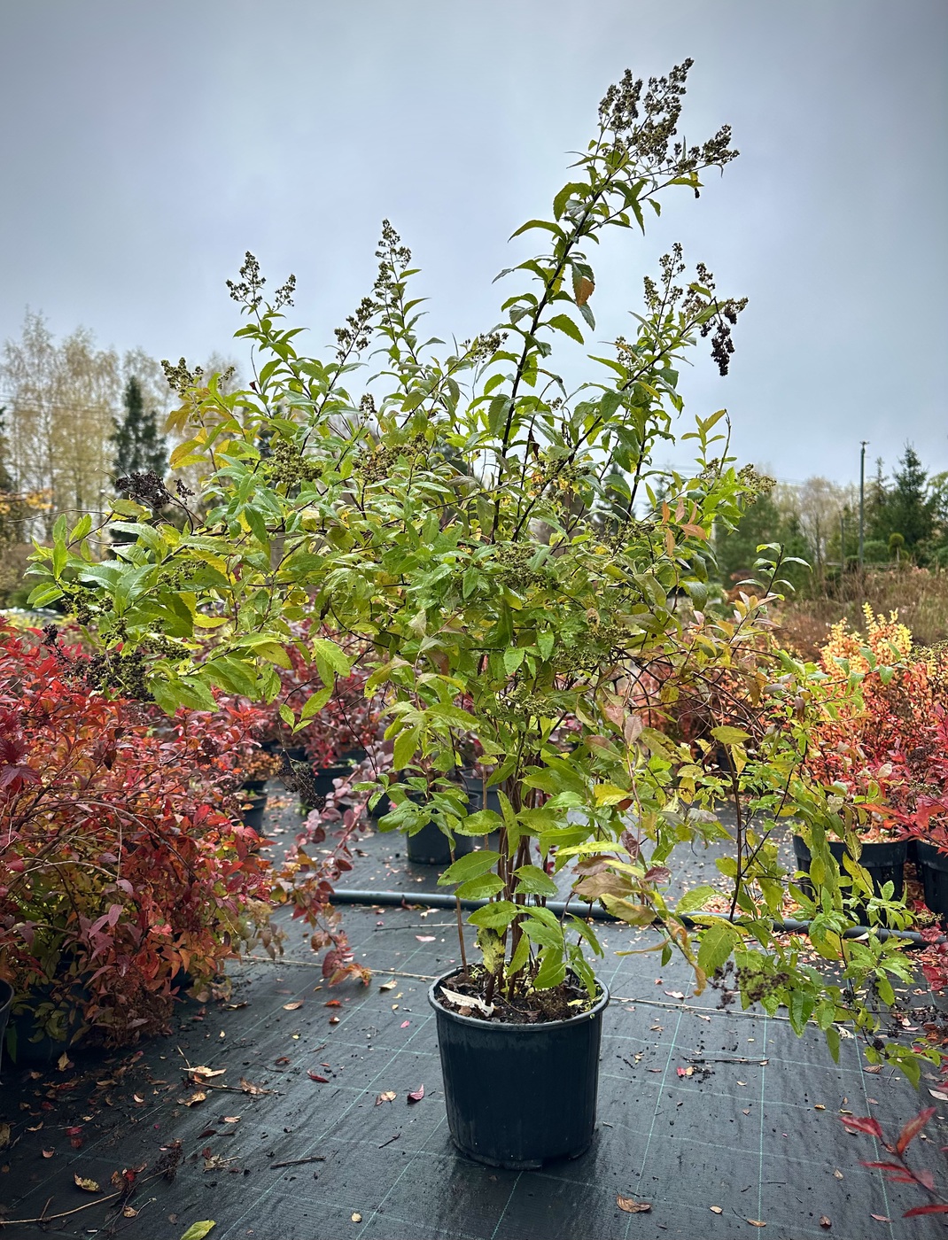 Спирея `Билларда`