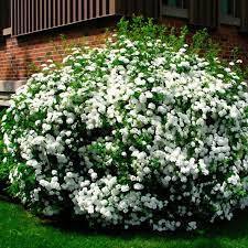 Спирея японская `Альбифлора``Albiflora`