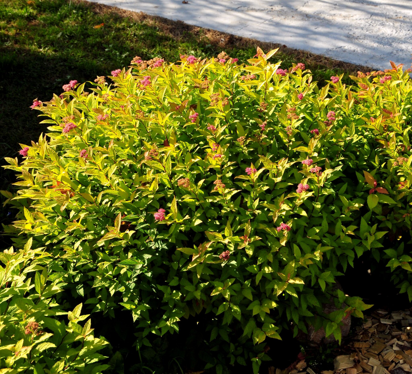 Спирея японская `Файрлайт``Firelight`