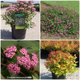 Спирея японская `Нана``Nana`