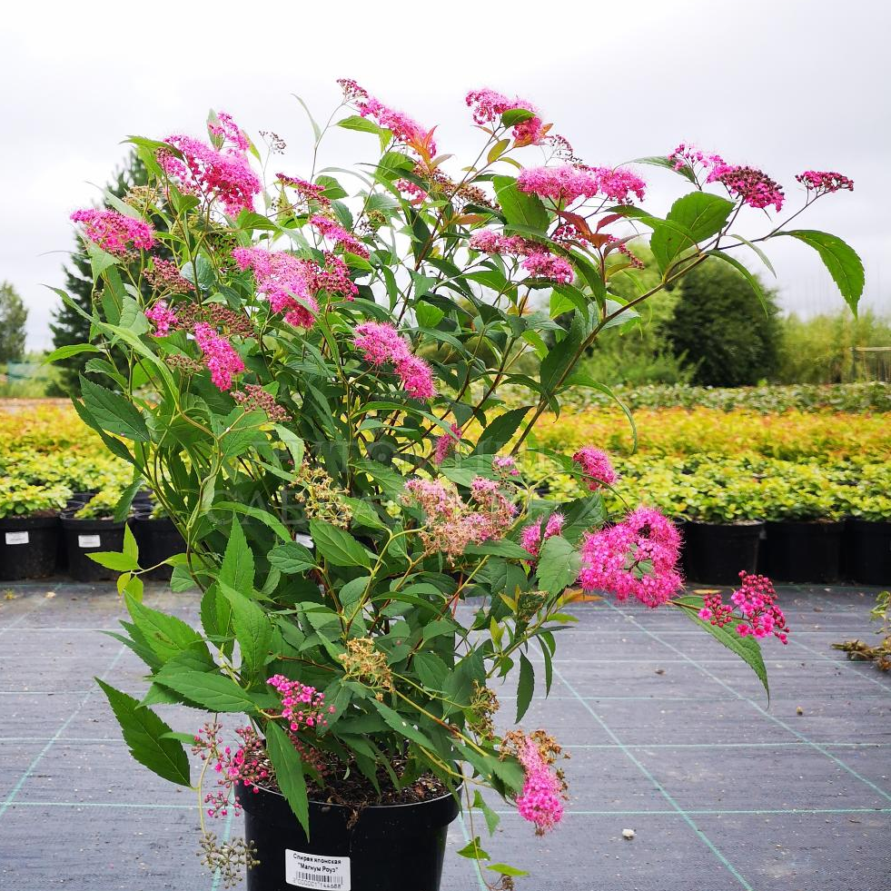 Спирея японская `Магнум Роуз``Magnum Rose`