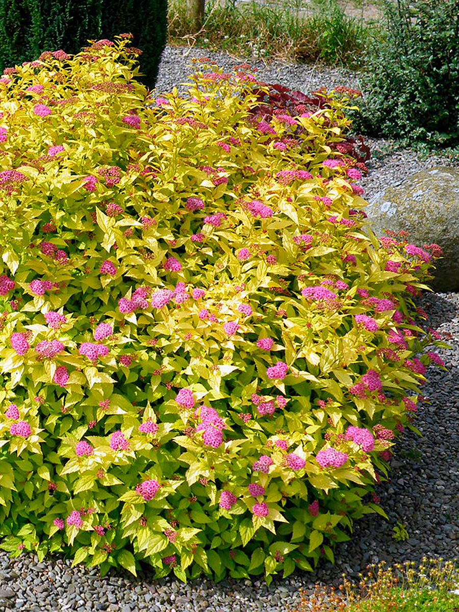 Спирея японская Голдмаунд (Goldmound)