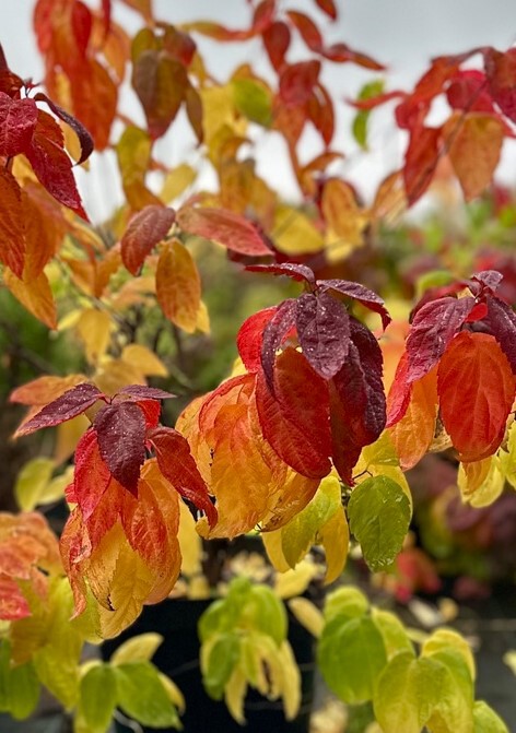 Спирея японская Макрофилла (Macrophylla)
