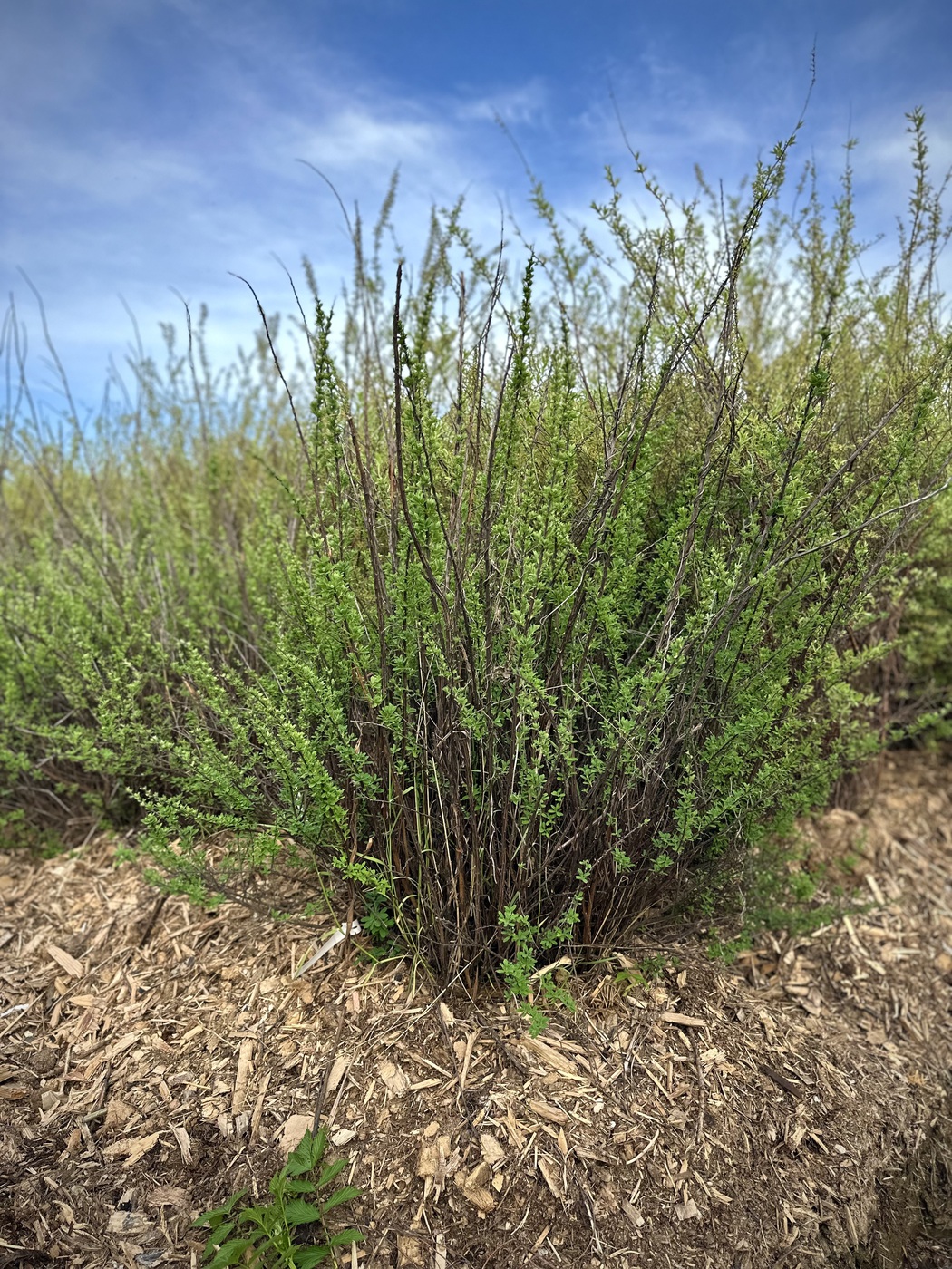 Спирея ниппонская `Сноумаунд``Snowmound`