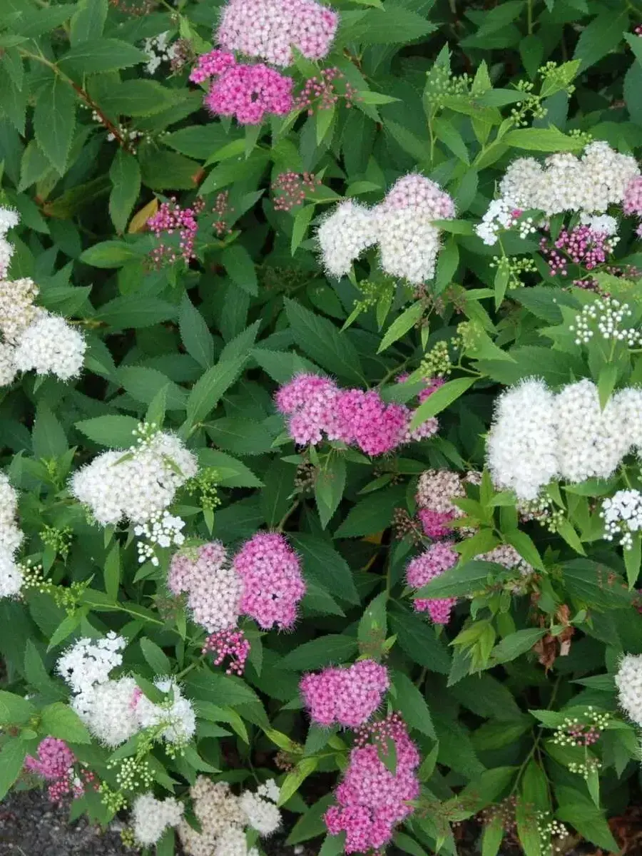 Спирея японская Широбана (Shirobana)