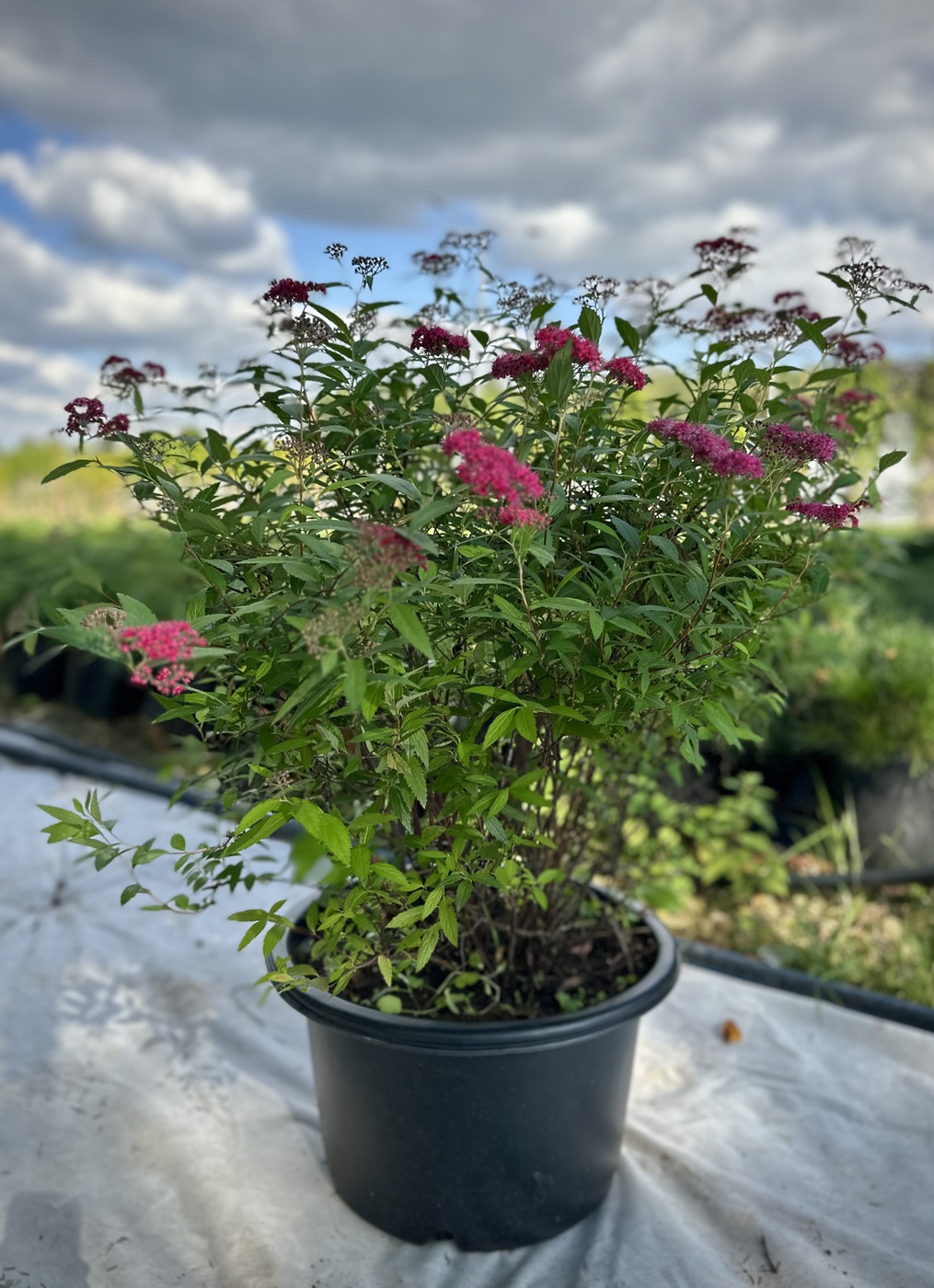 Спирея японская `Энтони Ватерер``Anthony Waterer`