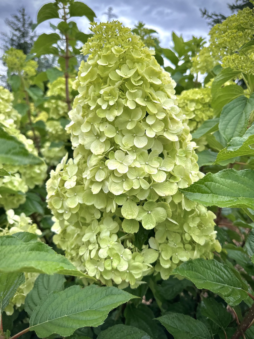 Гортензия метельчатая Полярный медведь (Polar Bear)