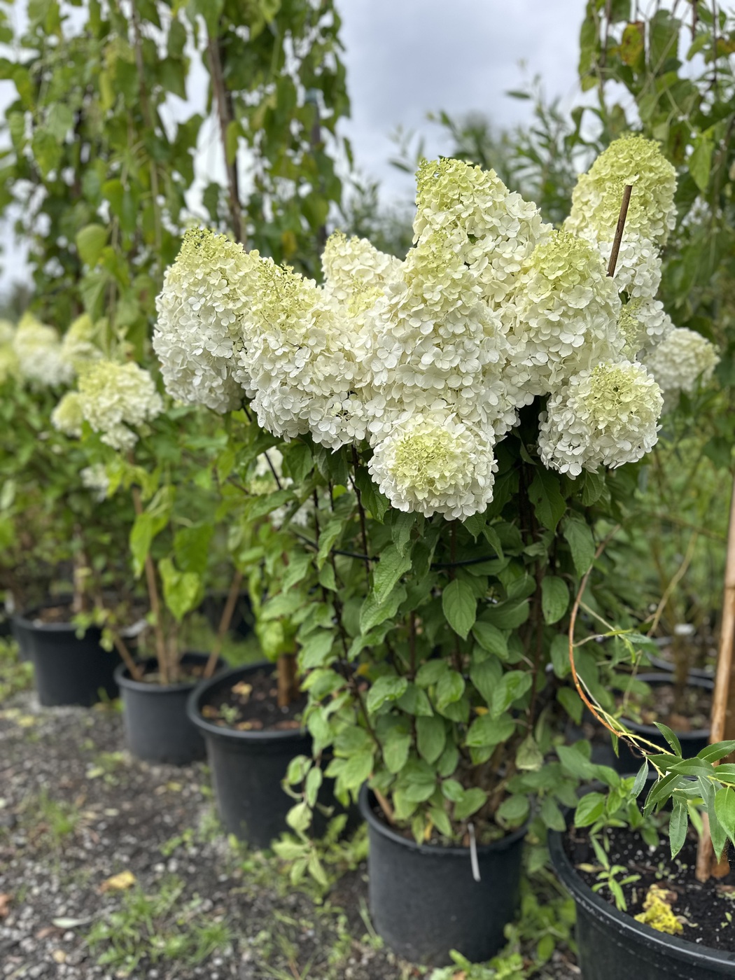 Гортензия метельчатая Полярный медведь (Polar Bear)